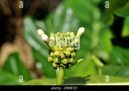 Formiche nere sono sulla parte superiore del fiore dell'albero di noni Foto Stock