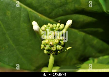 Formiche nere sono sulla parte superiore del fiore dell'albero di noni Foto Stock