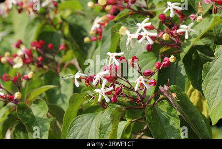 Il profumato arbusto di Clerodendrum in fiore Foto Stock