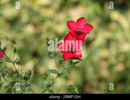 Linum Grandiflorum Rubrum Scarlet flax Foto Stock