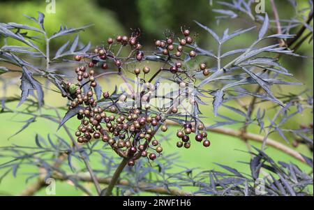 Sambucus Black Lace, Elderberry Foto Stock