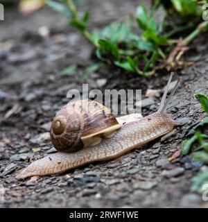 una lumaca striscia sul terreno piovoso tempo piovoso. Foto Stock