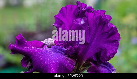 Un bellissimo fiore macro di una testa di Iris barbuta tedesca viola in piena fioritura con rugiada sui petali Foto Stock