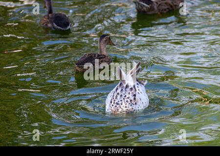 Un grande gregge di anatre mangia il pane abbandonato sul lago, anatre e drappi nuotano sull'acqua. Foto Stock