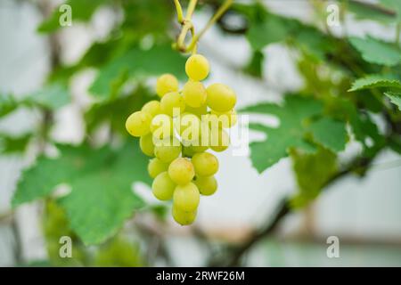 Sul ramo è appeso un grappolo di uva maturo. Le uve sono pronte per la vendemmia. Foto Stock