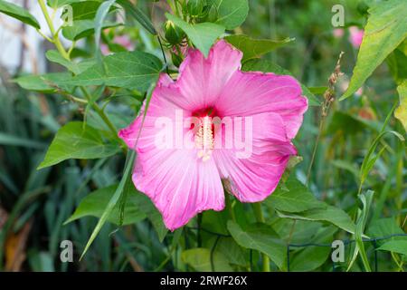 Splendido fiore rosa Lavatera rose mallow o Lavatera trimestris. Coltivare fiori nel giardino domestico Foto Stock