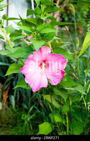 Splendido fiore rosa Lavatera rose mallow o Lavatera trimestris. Coltivare fiori nel giardino domestico Foto Stock