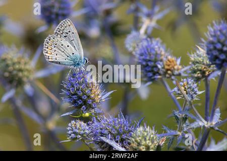 Ape sui fiori di eryngium. Ape impollinare un fiore nel giardino. Foto Stock