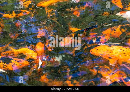 Pesci Koi nuoto in giardino d'acqua, pesce carpa fantasia, pesci koi, pesci Koi nel laghetto. Foto Stock