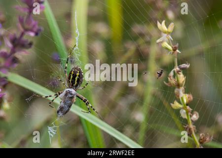 Il ragno selvaggio predatore della vespa, Argiope bruennichi, con striature gialle e nere impressionanti sull'addome, cattura la preda nella sua rete della trappola e paralizza e avvolge Foto Stock