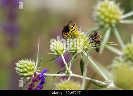 Ape sui fiori di eryngium. Ape impollinare un fiore nel giardino. Foto Stock