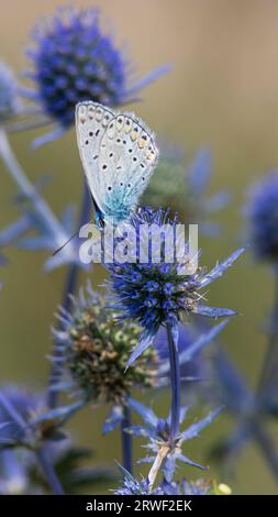 Fiore spiky. Fiori di cardo blu, Eryngium planum, eryngo blu. Cardi selvatiche viola fiorite. Farfalla blu su un fiore blu pungente. Foto Stock