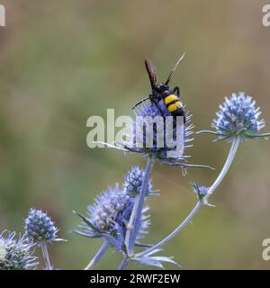 Ape sui fiori di eryngium. Ape impollinare un fiore nel giardino. Foto Stock