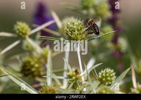 Ape sui fiori di eryngium. Ape impollinare un fiore nel giardino. Foto Stock