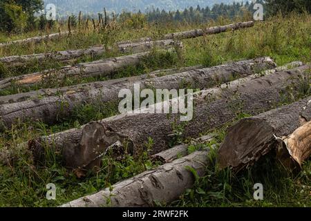 Un mucchio di tronchi giacenti sull'erba vicino al bordo della foresta. Stoccaggio di legna da ardere, deforestazione. Primo piano dei tronchi. Foto Stock