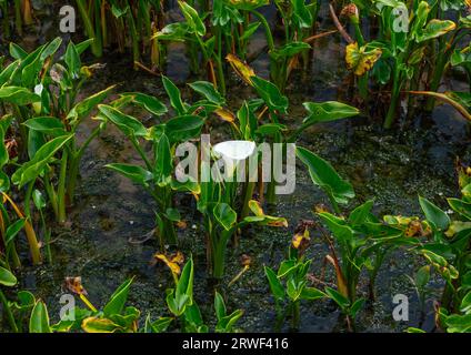Campo di fiori di giglio di calla bianca a Zhu Zi Hu aka Bamboo Lake, Beitou, Taipei, Taiwan Foto Stock