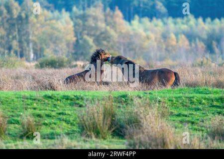 Due pony exmoor bruni combattenti, contro una foresta e lo sfondo di canne. Mordente, aring e colpire. colori autunnali in inverno. Messa a fuoco selettiva Foto Stock