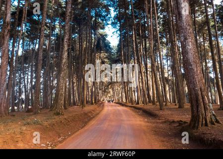 Un gruppo di escursionisti su un sentiero sterrato nella foresta di pini nella foresta di Mbooni, contea di Makuni, Kenya Foto Stock