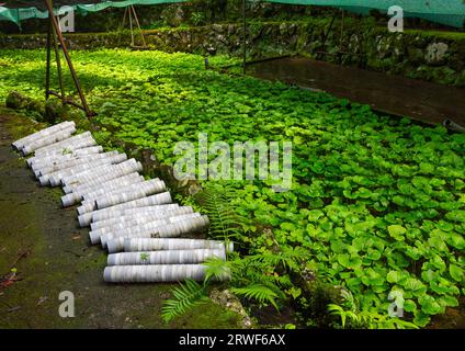 Coltivazione di colture di wasabi, prefettura di Shizuoka, Izu, Giappone Foto Stock