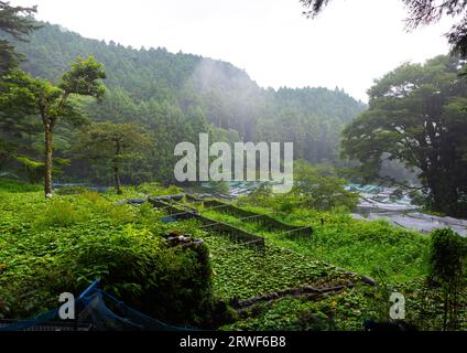 Coltivazione di colture di wasabi sulle colline, prefettura di Shizuoka, Ikadaba, Giappone Foto Stock