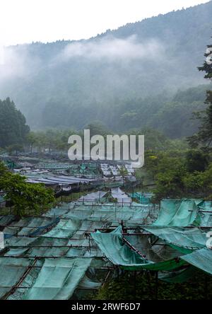 Coltivazione di colture di wasabi sulle colline, prefettura di Shizuoka, Ikadaba, Giappone Foto Stock