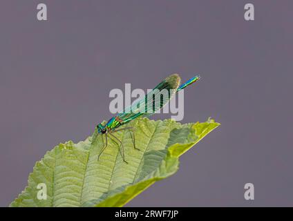 Vista laterale ravvicinata di un'arroccata di Demoiselle (Calopteryx splendens) con ali chiuse, riserva naturale Riverside, Surrey Foto Stock