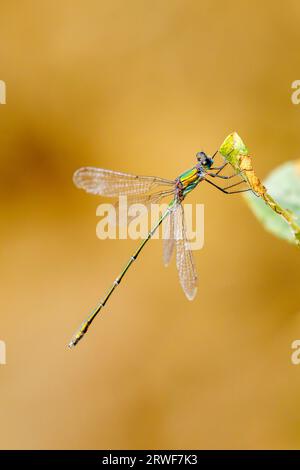 Una damselva di salice smeraldo (Chalcolestes viridis) a riposo appollaiata su una foglia vicino a uno stagno in Heather Farm Wetland, Horsell Common, Woking, Surre Foto Stock