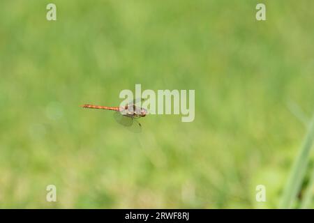 Common Darter dragonfly, Sympetrum striolatum, maschio che vola in attesa di femmina, Sussex, UK, settembre Foto Stock