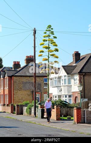 Una pianta fiorita di Agave americana che cresce in un giardino di fronte alla periferia di Shepperton Surrey Inghilterra Regno Unito Foto Stock