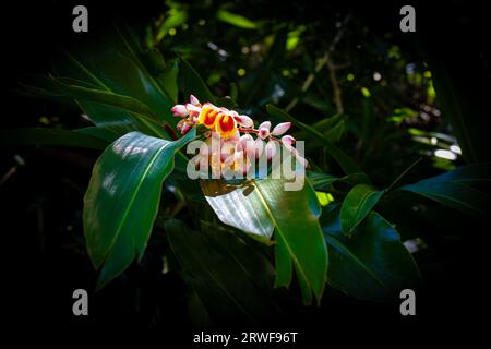 Fiore alle Manoa Falls, Oahu, Hawaii Foto Stock