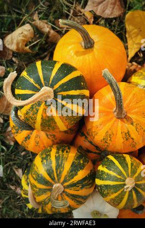 Mini zucche colorate chiamate Jack-Be-Little in vendita Foto Stock