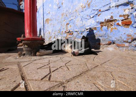 Il carino cane da strada bianco e nero dormiva al sole, su un sentiero a forma di stella a Chefchaouen, Blue City, nel nord del Marocco, accanto a un idrante rosso Foto Stock