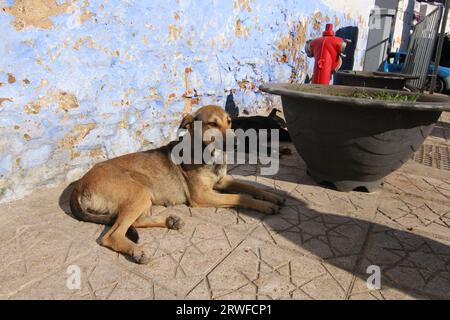 Due simpatici Street Dogs si stendono su un sentiero con motivo a stella a Chefchaouen, Blue City, nel nord del Marocco, al sole, accanto a un idrante rosso, con il muro blu dietro. Foto Stock