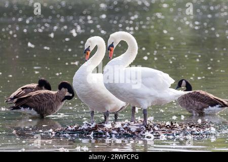 Un paio di cigni muti, Cygnus olor, si specchia su un nido, Sussex, Regno Unito Foto Stock