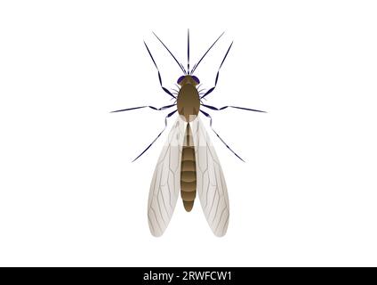 Mosquito Vector Art isolato su sfondo bianco Illustrazione Vettoriale