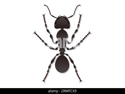 ANT Vector Art isolato su sfondo bianco Illustrazione Vettoriale