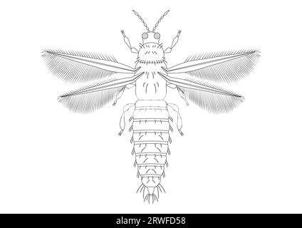 Clip per insetti Thrips in bianco e nero. Pagina colorante di Thrips Insect Illustrazione Vettoriale