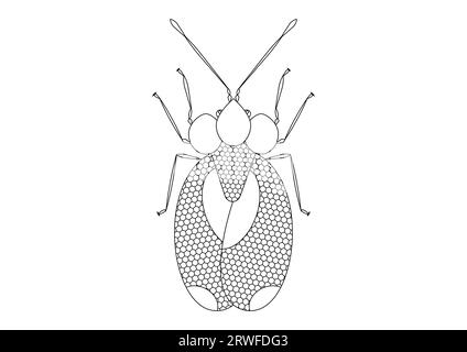 Black and White Bug Stephanitis pyri isolato su sfondo bianco. Pagina da colorare di un Bug Stephanitis pyri Illustrazione Vettoriale