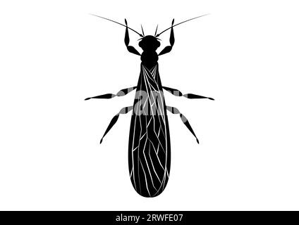 Vettore Clipart insetto Stonefly bianco e nero isolato su sfondo bianco Illustrazione Vettoriale