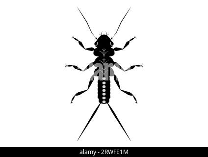 Vettore Clipart insetto Stonefly Nymph bianco e nero isolato su sfondo bianco Illustrazione Vettoriale