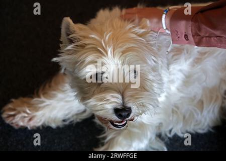 Rostock, Germania. 19 settembre 2023. Alla conferenza stampa del 20° International Pedigree Dog Show, il titolo Dog 'Jette' si presenta ansiosa di essere accarezzata. L'ora undicenne West Highland White Terrier ha già sperimentato molte mostre canine nella città anseatica, questa volta è il titolo di cane. Per la fiera dal 30.09.-01.10.2023 1.748 cani da 21 paesi sono registrati. Crediti: Bernd Wüstneck/dpa/Alamy Live News Foto Stock