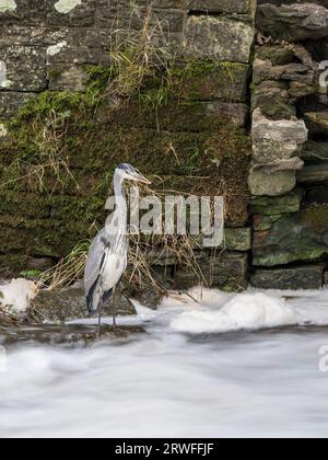 Un Heron che pesca accanto alla diga sul fiume Onny a Stokesay vicino a Craven Arms, Shropshire, Inghilterra, Regno Unito. Foto Stock