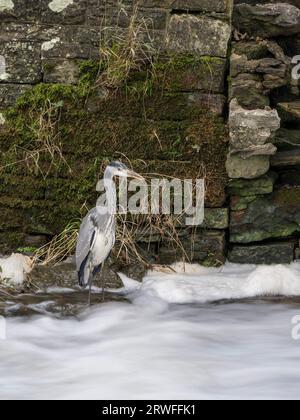 Un Heron che pesca accanto alla diga sul fiume Onny a Stokesay vicino a Craven Arms, Shropshire, Inghilterra, Regno Unito. Foto Stock