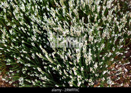 Primo piano del fogliame medio-verde e dei fiori bianchi verticali del giardino comune in crescita verticale erica calluna vulgaris hammondii. Foto Stock