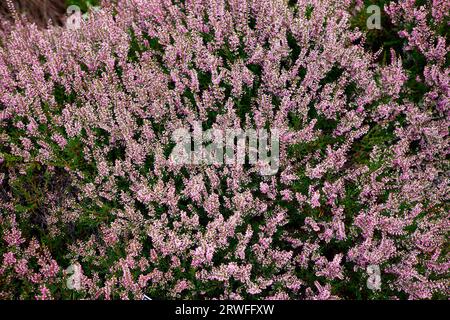 Vista ravvicinata dall'alto dell'estate e dell'autunno della fioritura rossa comune heather calluna vulgaris redbud. Foto Stock