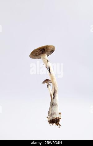 Molti funghi della specie Psilocybe cubensis Argentina su sfondo bianco. Foto Stock