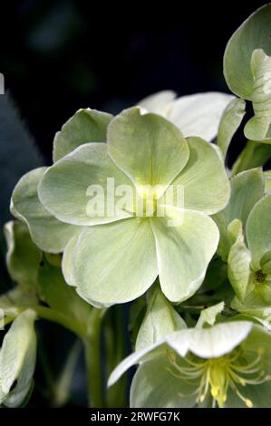 Light Green Helleborus Argutifolius (corso Hellebore) Flowers Grown in an English Cottage Garden, Lancashire, Inghilterra, Regno Unito. Foto Stock