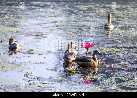 Uccelli migratori, Lesser Whistling-Duck, localmente chiamati Choto Sorali presso il Jahangirnagar University Lake. Savar, Dacca, Bangladesh. Foto Stock