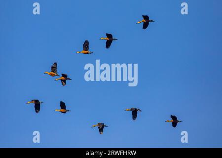 Un gregge di uccelli migratori che sorvolano il cielo del lago universitario Jahangirnagar. Savar, Dacca, Bangladesh. Foto Stock