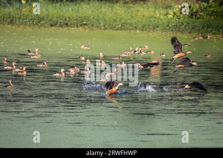 Uccelli migratori, Lesser Whistling-Duck, localmente chiamati Choto Sorali presso il Jahangirnagar University Lake. Savar, Dacca, Bangladesh. Foto Stock